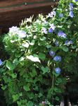 Morning Glory, Blue Dawn Flower (Ipomoea) Photo; light blue