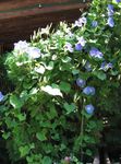 Бақша Гүлдер Farbitis (Morning Glory) (Ipomoea) Фото; көктегі