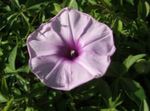 Morning Glory, Blue Dawn Flower (Ipomoea) Photo; lilac