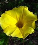 Morning Glory, Blå Daggry Blomst (Ipomoea) Bilde; gul