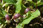 Garden Flowers Mouse Plant, Mousetail Plant (Arisarum proboscideum) Photo; burgundy