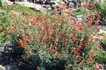 Garden Flowers Narrowleaf California Fuchsia, Hoary Fuchsia, Hummingbird Trumpet (Zauschneria) Photo; orange