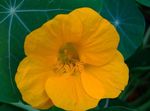 Tuin Bloemen Oostindische Kers (Tropaeolum) foto; geel