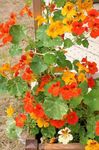Garden Flowers Nasturtium (Tropaeolum) Photo; orange