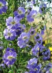 Garden Flowers Nasturtium (Tropaeolum) Photo; light blue