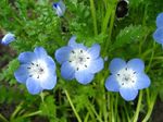 Nemophila, ბავშვის ლურჯი თვალები სურათი და მახასიათებლები