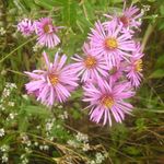 Garden Flowers New England aster (Aster novae-angliae) Photo; pink