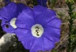 Tuin Bloemen Nolana  foto; blauw