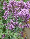 Garden Flowers Oregano (Origanum) Photo; lilac