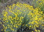 Oregon Sunshine, Woolly Sunflower, Woolly Daisy (Eriophyllum) Photo; yellow