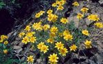 Oregon Sunshine, Woolly Sunflower, Woolly Daisy (Eriophyllum) Photo; yellow
