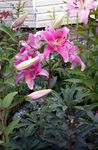 Garden Flowers Oriental Lily (Lilium) Photo; pink