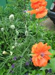 Tuin Bloemen Oosterse Papaver (Papaver orientale) foto; oranje