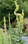 Trädgårdsblommor Prydnadskungsljus, Verbascum  Fil; gul