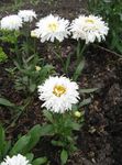 Garden Flowers Ox-eye daisy, Shasta daisy, Field Daisy, Marguerite, Moon Daisy (Leucanthemum) Photo; white