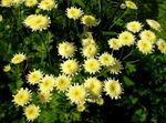 Záhradné kvety Maľované Sedmokráska, Zlatá Perie, Zlatý Feverfew (Pyrethrum hybridum, Tanacetum coccineum, Tanacetum parthenium) fotografie; žltá