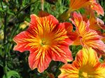 Dārza Ziedi Apgleznoti Mēle (Salpiglossis) Foto; oranžs