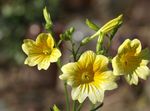 Záhradné kvety Maľované Jazyk (Salpiglossis) fotografie; žltá