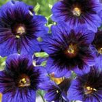Garden Flowers Painted Tongue (Salpiglossis) Photo; blue