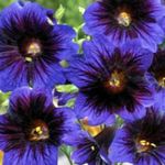 Flores de jardín Lengua Pintada (Salpiglossis) Foto; azul