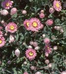 Garden Flowers Paper Daisy, Sunray (Helipterum) Photo; pink