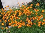 Garden Flowers Parachute daisy (Ursinia) Photo; orange