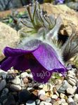 Pasque flower (Pulsatilla) Photo; purple