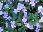 les fleurs du jardin Patience Plante, Baumier, Joyau Mauvaises Herbes, Lizzie Occupé (Impatiens) Photo; bleu ciel