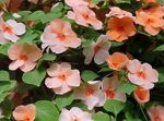 les fleurs du jardin Patience Plante, Baumier, Joyau Mauvaises Herbes, Lizzie Occupé (Impatiens) Photo; orange