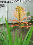 Garden Flowers Pennants, African Cornflag, Cobra Lily (Chasmanthe (Antholyza)) Photo; red