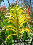 Hage blomster Vimpler, African Cornflag, Cobra Lilje (Chasmanthe (Antholyza)) Bilde; gul