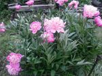 Garden Flowers Peony (Paeonia) Photo; pink