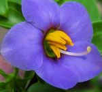 Garden Flowers Persian Violet, German Violet (Exacum affine) Photo; blue