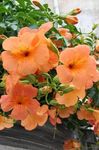 Garden Flowers Petunia  Photo; orange