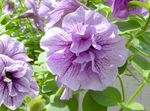 Garden Flowers Petunia  Photo; lilac