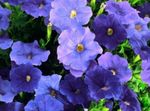 les fleurs du jardin Pétunia (Petunia) Photo; bleu