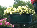 Garden Flowers Petunia  Photo; yellow