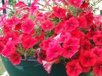 Garden Flowers Petunia  Photo; red