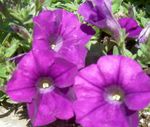 Garden Flowers Petunia  Photo; purple