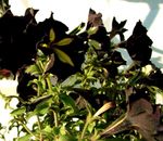 Garden Flowers Petunia  Photo; black
