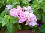 Garden Flowers Petunia  Photo; pink