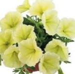 庭の花 ペチュニアFortunia (Petunia x hybrida Fortunia) フォト; 黄