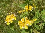 les fleurs du jardin Phlomis  Photo; jaune