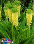 Ананас Цвет, Ананас Љиљан (Eucomis) фотографија; жут