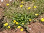 Pink Hawk Barba, Hawksbeard