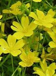 Poached egg plant, Meadow Foam 