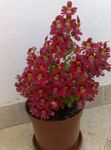 Poor Man's Orchid, Butterfly Flower (Schizanthus) Photo; red