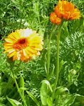 Pot Marigold Photo and characteristics