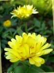 Garden Flowers Pot Marigold (Calendula officinalis) Photo; yellow