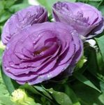 Genciana Pradera, Lisianthus, Bluebell Texas Foto y características